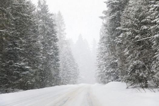 Empty forest road during the blizzard