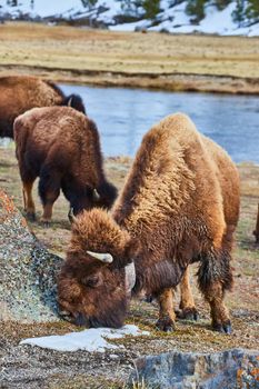 Adorable young bison grazing by river with herd near snowy mountains