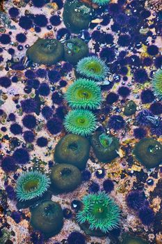 Detail of beautiful vibrant green sea anemone in ocean tide pool