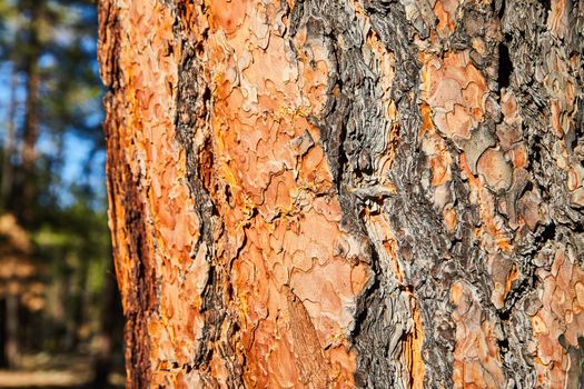 Colorful pine tree bark detail