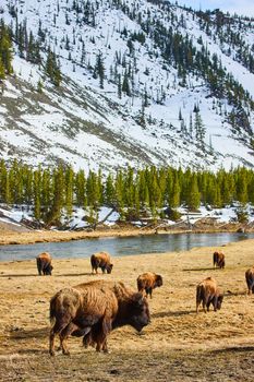 Herd of bison scattered across field to graze by river and snowy mountains