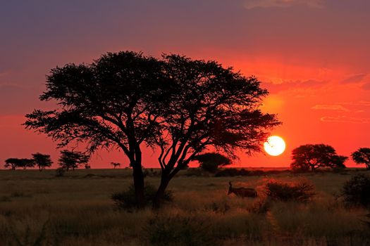 African savannah sunset with silhouetted tree