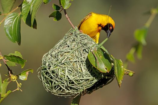 Lesser masked weaver at nest