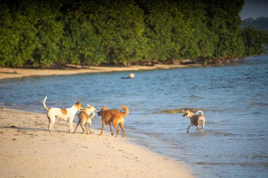 Indian pet dogs playing on the beach splashing water around while they run in goa, havelock, andaman islands showing pets travelling with family