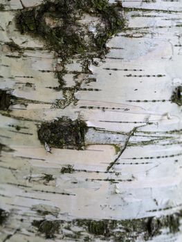 white birch bark macro background texture. photo