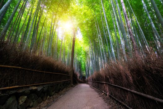 Arashiyama Bamboo Forest famous place Kyoto Japan