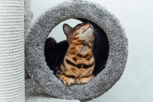 Young cute bengal cat laying in a soft cat's tube of a cat's house.