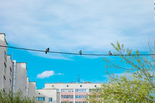 Three doves sitting on electric cable at city yard