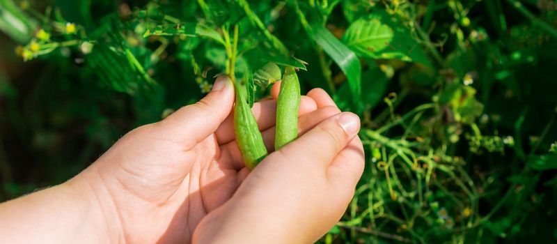 Fresh pods of green peas in hands of child.