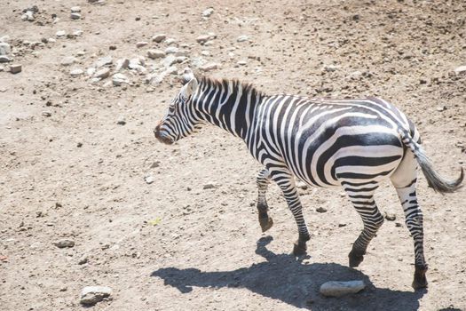 Zebra in zoo, daylight and sunlight