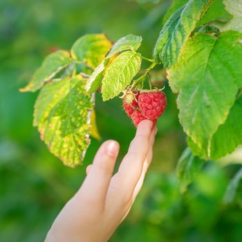 Hand of child touching a raspberry.