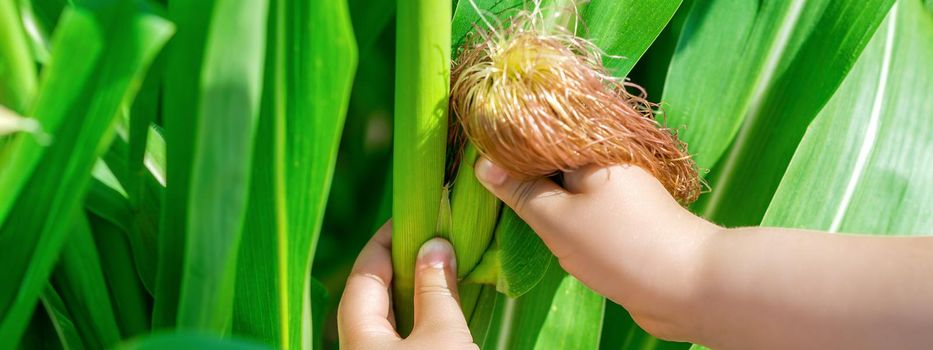 Cob of corn in hands of little child