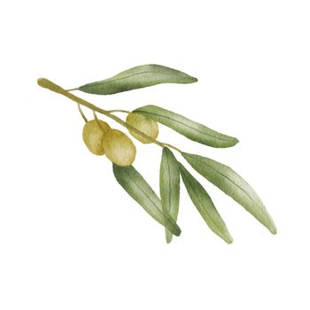 Green olive branch watercolor drawing. Hand drawn illustration with olive leaves isolated on white. Food of mediterranean cuisine