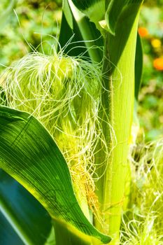 Detail of corn silk. Young maize field, Corn field in early morning light. Harvest