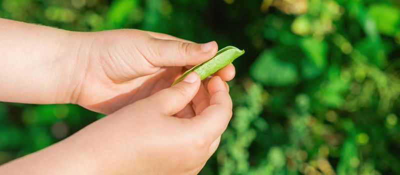 Fresh pods of green peas in hands of child.