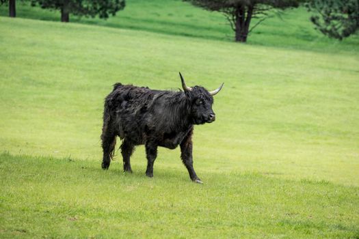 Black highland cow in pasture.