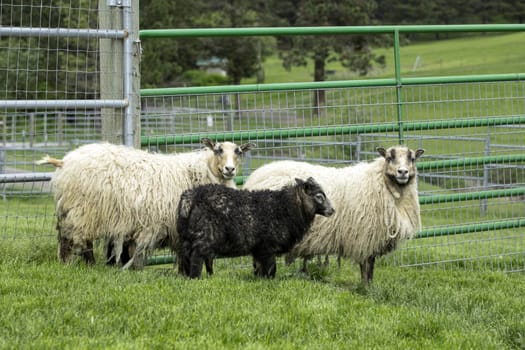Icelandic Ewes and a lamb.