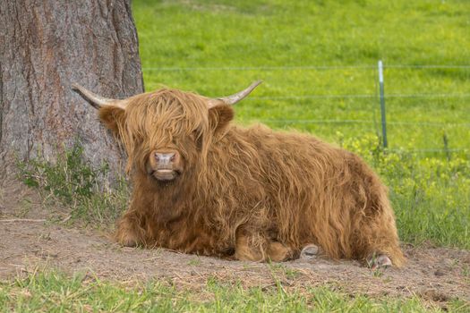 Hair covers the face of a highland cow.