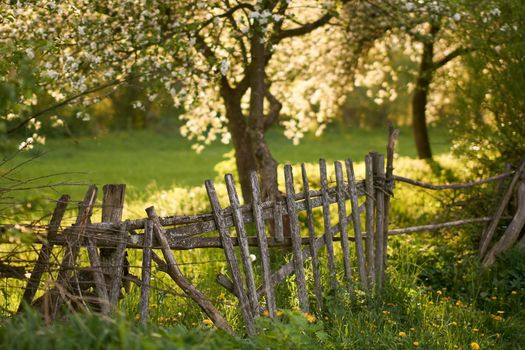 Blooming orchard with an old wooden fence in spring at sunset