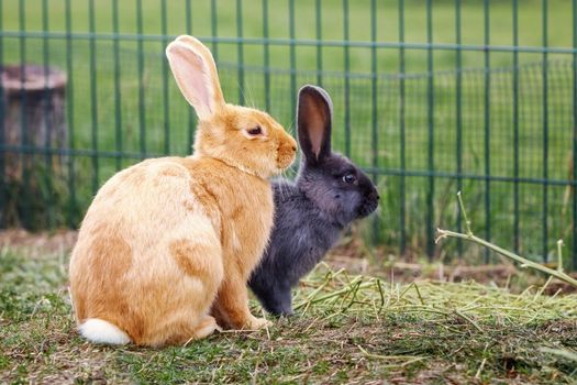 Two lovely brown and black rabbits squat in an outdoor enclosure during the summer