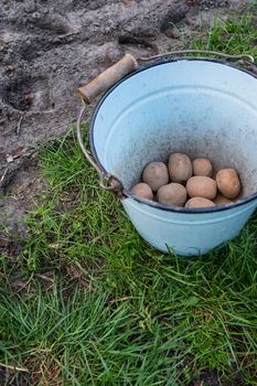 Planting potato tubers in the ground. Early spring preparation for the garden season. Potatoes for cutting in a bucket.