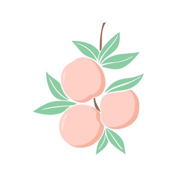 Summer peaches with foliage on branch vector