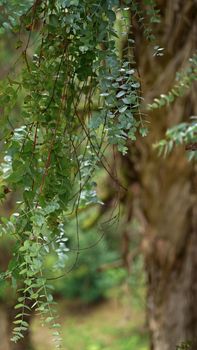 Eucalyptus leaves. Branch of eucalyptus tree. selectie focus