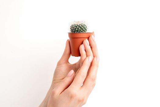 Female hand holding small cactus