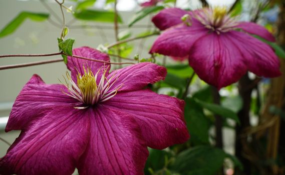 Two dark red Clematis flowers