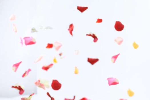 blurred image of pink petals on white background.photo with place for text