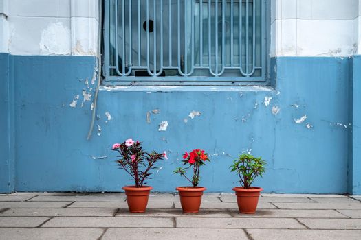 flowers in flowerpot in front of the blue facade of the building
