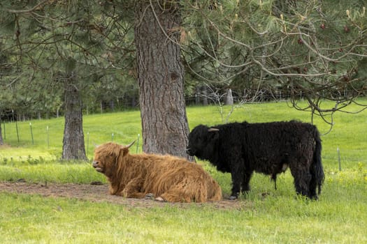 Two highland cows by a tree.