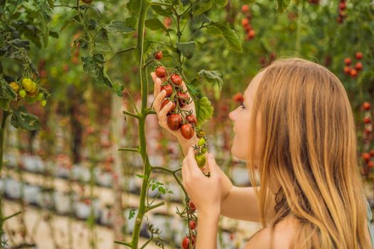 Woman and red cherry tomatoes on the bushes