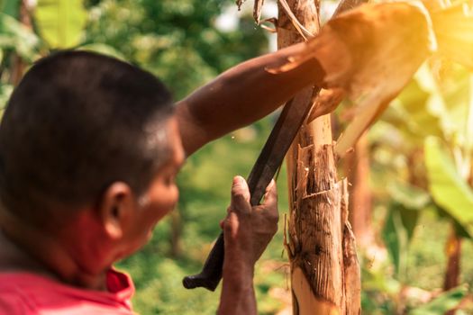 Latin farmer cutting a banana stump with a machete on a farm in Nicaragua