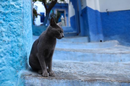 Cat in Chefchaouen, Morocco
