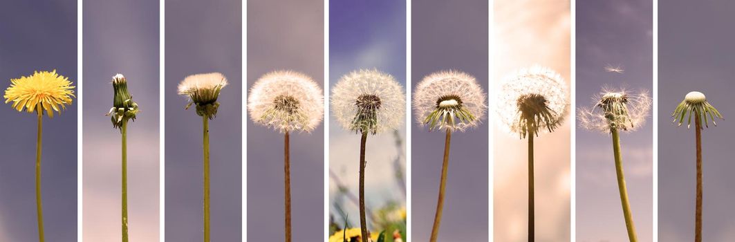 Dandelion flower with flying feathers on blue sky.