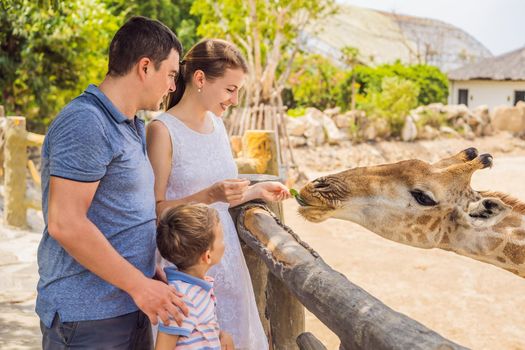 Happy mother, father and son watching and feeding giraffe in zoo. Happy family having fun with animals safari park on warm summer day