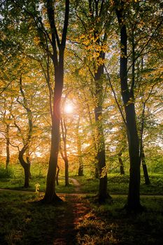 Sunset in a fairy forest. Sunset sun rays break through the leaves of trees.
