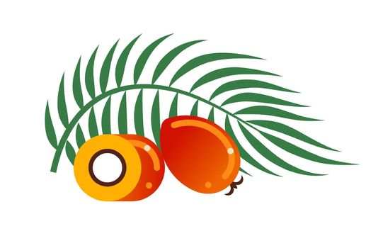 Oil palm fruits sliced and whole and palm leaf. Flat vector illustration isolated on white.