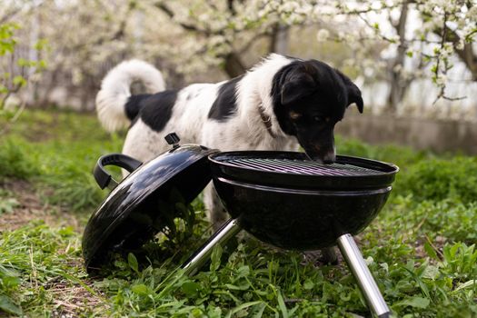 barbecue grill Stands in a meadow among the green grass. Picnic in nature. dog nearby
