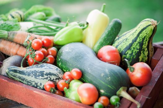 organic vegetables harvest. eco farming concept