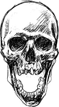 Graphic detailed hand drawn human skull sketch