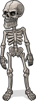 Cartoon realistic scary human skeleton with skull