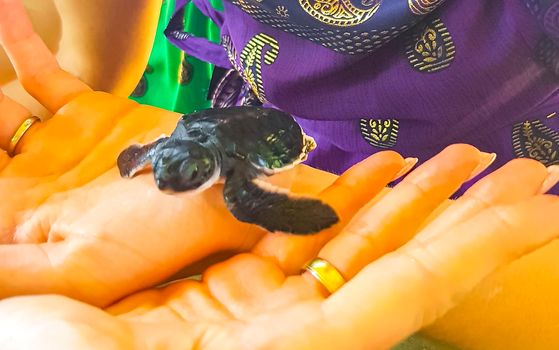 Turtle baby on hands Turtle conservation Center Bentota Sri Lanka.