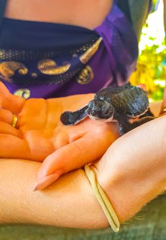 Turtle baby on hands Turtle conservation Center Bentota Sri Lanka.