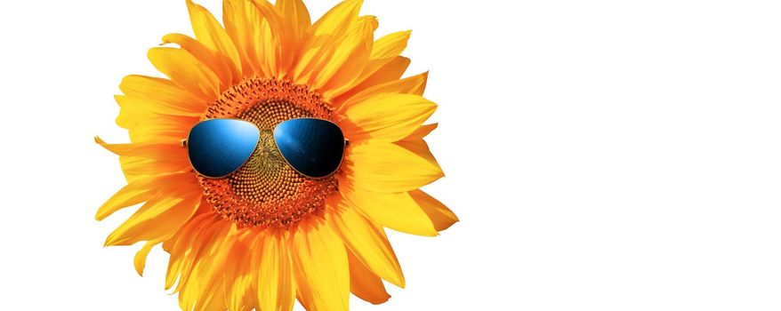Funny sunflower with sunglasses on a white background