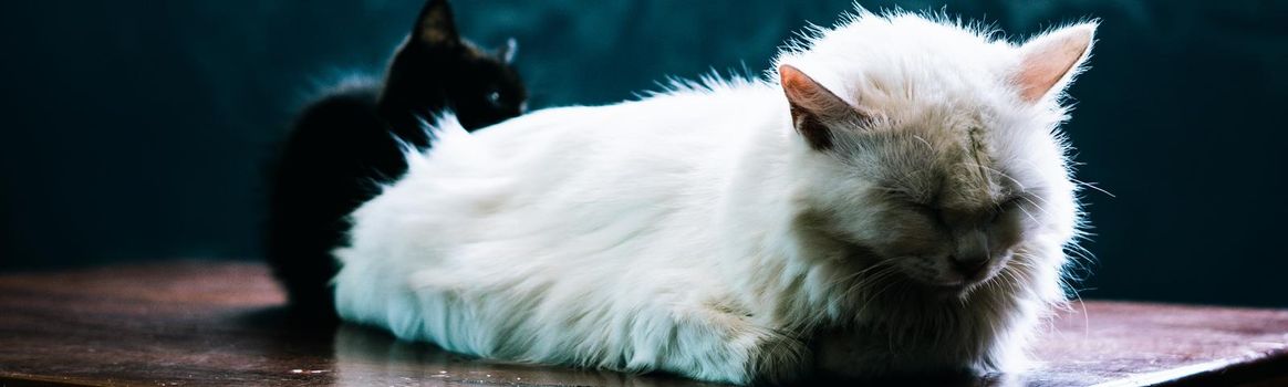 BANNER photo white fluffy long hair cat lie sleeping close eyes. Black kitten hide background. Animals care, friendship, relationship problems, sad calm mood rest time home sweetness kindness evening