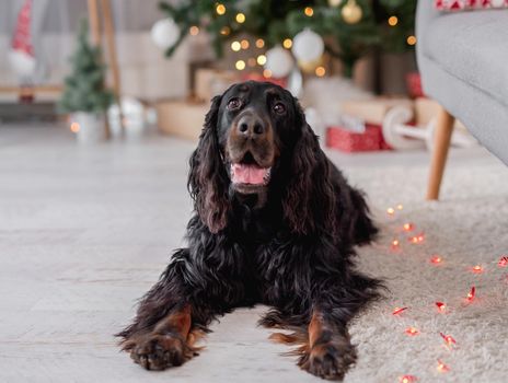 Scottish setter dog with illuminated christmas tree