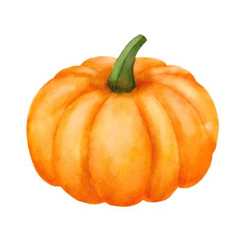 Watercolor Pumpkin. Hand drawn painting autumn vegetable isolated on white background. Fall harvest. Vegetarian food