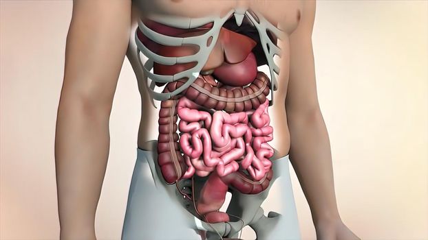 the course of digestion in the human digestive system.